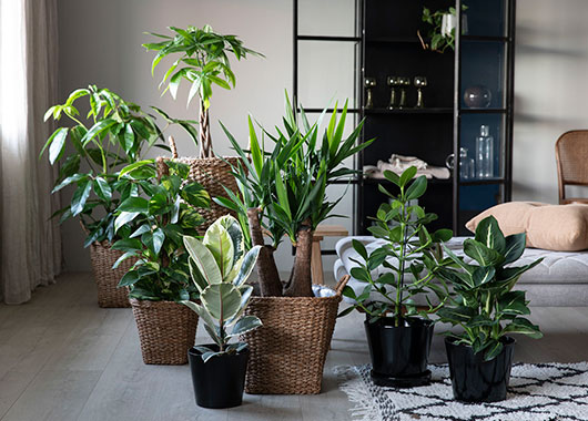 Gr&oslash;nne planter